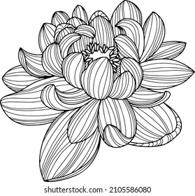 Flower isolated on white, hand drawn sketch, vector flower illustration. Eps 10