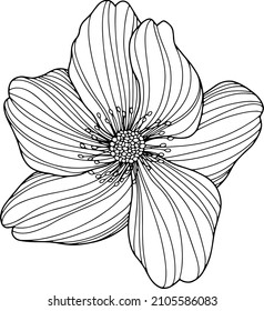 Flower isolated on white, hand drawn sketch, vector flower illustration. Eps 10