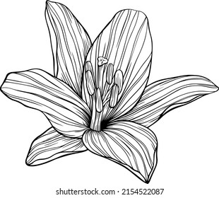 Flower Isolated On White Hand Drawn Stock Vector (Royalty Free ...