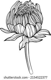 Flower isolated on white, hand drawn sketch, vector flower illustration. Eps 10