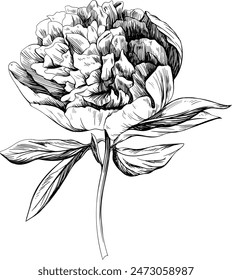 Flower isolated on white. Hand drawn sketch vintage wildflower illustration.