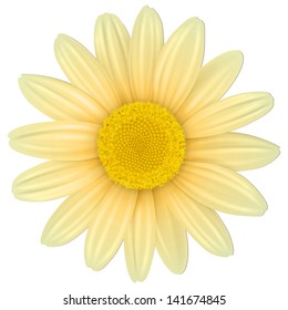 Flower isolated, vector illustration.