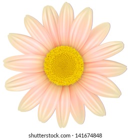 Flor aislada, ilustración vectorial.