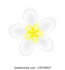 Flower isolated white. EPS10 vector