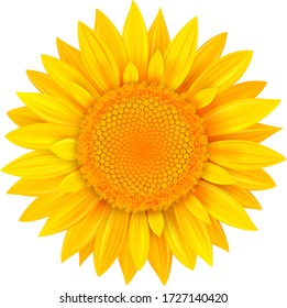 Flower isolated, yellow summer wild flower vector illustration.