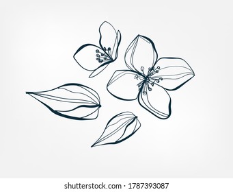 flower jasmine line one art isolated vector illustration