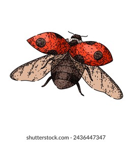 flower ladybug hand drawn. lady ladybird, love bird, beetle set flower ladybug vector sketch. isolated color illustration