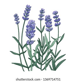 Flower lavender. Color Vector illustration isolated on white background. Vintage engraving style.