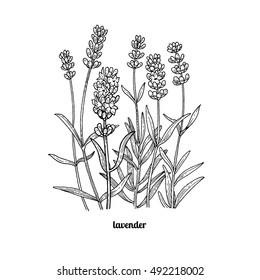 Flower lavender. Vector illustration isolated on white background. Vintage engraving style.