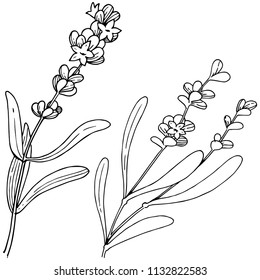 Flower lavender in a vector style isolated. Full name of the plant: lavender. Vector flower for background, texture, wrapper pattern, frame or border.