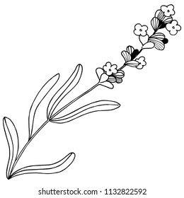 Flower lavender in a vector style isolated. Full name of the plant: lavender. Vector flower for background, texture, wrapper pattern, frame or border.