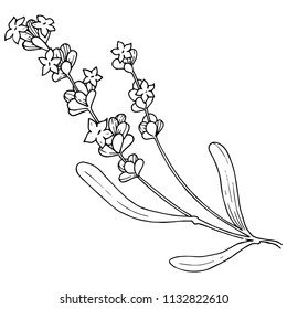Lavanda de flores aislada en un estilo vectorial. Nombre completo de la planta: lavanda. Flor vectorial para fondo, textura, patrón envolvente, marco o borde.