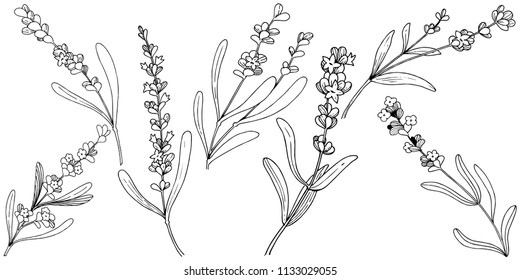 Flower lavender in a vector style isolated. Full name of the plant: lavender. Vector flower for background, texture, wrapper pattern, frame or border.