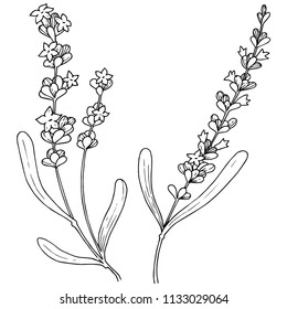 Flower lavender in a vector style isolated. Full name of the plant: lavender. Vector flower for background, texture, wrapper pattern, frame or border.