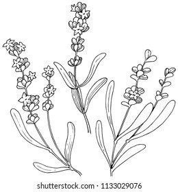 Blumenlavendel im Vektorstil einzeln. Vollständiger Name der Pflanze: Lavendel. Vektorblume für Hintergrund, Textur, Wrapper-Muster, Rahmen oder Rahmen.