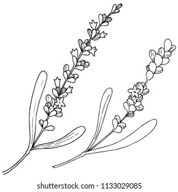 Lavanda de flores aislada en un estilo vectorial. Nombre completo de la planta: lavanda. Flor vectorial para fondo, textura, patrón envolvente, marco o borde.