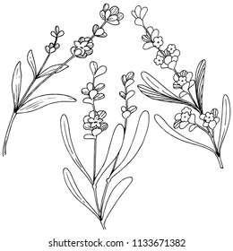 Flower lavender in a vector style isolated. Full name of the plant: lavender. Vector flower for background, texture, wrapper pattern, frame or border.