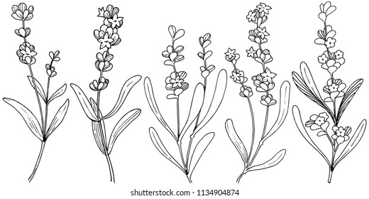 Flower lavender in a vector style isolated. Full name of the plant: lavender. Vector flower for background, texture, wrapper pattern, frame or border.