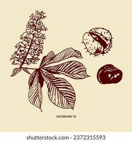 Flower, leaf and fruit of chestnut tree. Vector illustration of chestnut plant. Design element for packaging paper, textiles, covers, food labels.