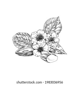 Flower, leaf, fruit and nut of almond plant, retro hand drawn vector illustration.