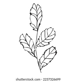 Flower Leaf Hand Drawn Vector Shape