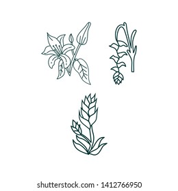 Flower Leaf Illustration Design Template Vector