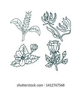 Flower Leaf Illustration Design Template Vector
