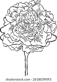 Flower and Leaf Line Art Black Color Hand Drawn Sketch Style for coloring book