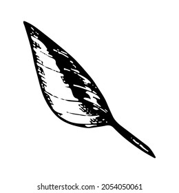 Flower leaf vector linear illustration. Black and white graphics. Natural plant.