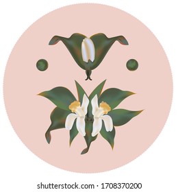 Flower in leafs vector illustration symbol EPS 10