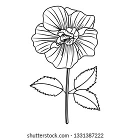 Flower with leaves drawing