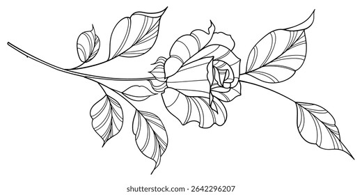 flower and leaves drawing. Vector hand drawn engraved floral card. Botanical, branch and flower Black ink sketch. Great for tattoo, invitations, greeting cards, decor