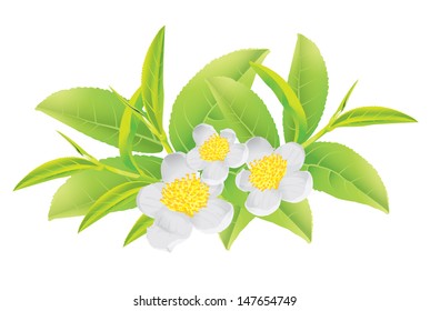 flower and leaves of green tea (oolong tea)