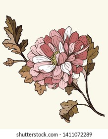 Flower with leaves isolated, vector. Pink chrysanthemum, brown leaves.