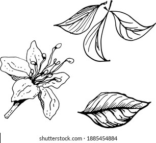 
Flower, leaves, plants. graphic illustration hand-drawn vector.
 Print, textiles. Separate element on a white background, engraving. Flora, flowering, vegetation.