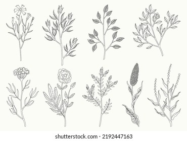 Flower and leaves set. Different floral elements in sketch style. Vector composition for designing greeting cards or invitations