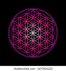 Flower of Life design image, vector illustration. Sacred geometry, symbol healing and balance.