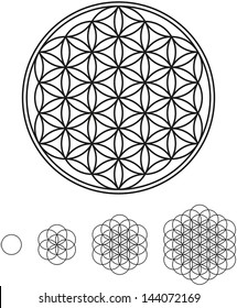 Flower Of Life Development