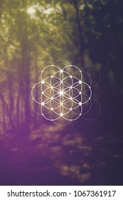 Flower of life - the interlocking circles ancient symbol. Sacred geometry. Mathematics, nature, and spirituality in universe. Self-knowledge in meditation. 