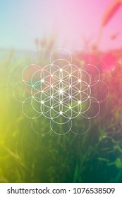 Flower of life - the interlocking circles ancient symbol. Sacred geometry. Mathematics, nature, and spirituality in universe. Self-knowledge in meditation. 