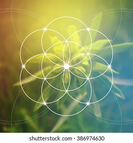 Flower of life - the interlocking circles ancient symbol. Sacred geometry. Mathematics, nature, and spirituality in nature. Fibonacci row. The formula of nature. Self-knowledge in meditation. 