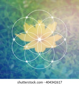 Flower of life - the interlocking circles ancient symbol. Sacred geometry. Mathematics, nature, and spirituality in nature. Fibonacci row. The formula of nature. Self-knowledge in meditation. 