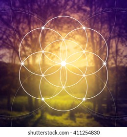 Flower of life - the interlocking circles ancient symbol. Sacred geometry. Mathematics, nature, and spirituality in nature. Fibonacci row. The formula of nature. Self-knowledge in meditation. 