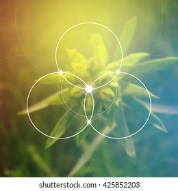 Flower of life - the interlocking circles ancient symbol. Sacred geometry. Mathematics, nature, and spirituality in nature. Fibonacci row. The formula of nature. Self-knowledge in meditation.