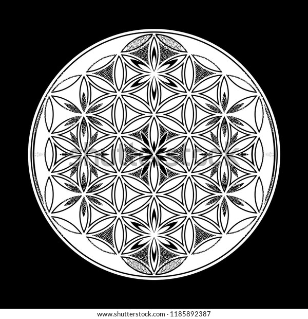Flower Life Intersecting Circles Forming Stock Vector Royalty Free Flower Life Intersecting Circles Forming Stock Vector Royalty Free
