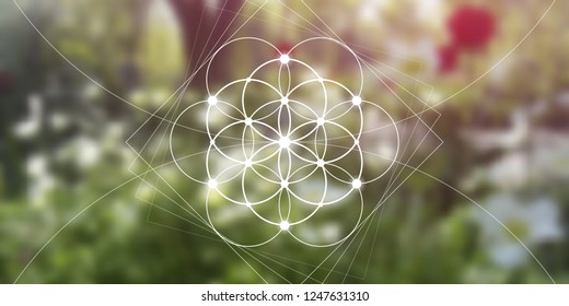Flower of life sacred geometry illustration with intelocking circles and light dots in front of wide photographic background. Geometric trendy  graphic banner.
