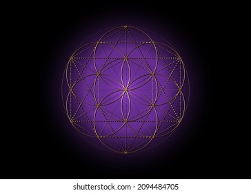 Flower of Life, Seed of life symbol Sacred Geometry, mystic mandala of alchemy esoteric sign. Golden luxury logo Vector isolated on purple background