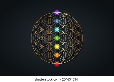 flower of life and the seven chakras. Gold Sacred Geometry, set chakra points meditation. Colored chakra lights. Yoga, zen, Buddhism, recovery, wellbeing concept. Vector isolated on black background