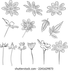 Flower life stages from bud to full blossom, outline, set of vector illustrations