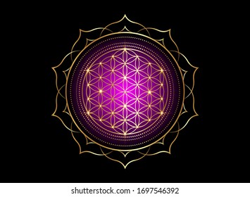 Flor de vida, Yantra Mandala en la flor de loto, Geometría Sagrada. Brillante símbolo dorado de armonía y equilibrio. Talismán dorado místico brillante de color púrpura, vector aislado en fondo negro 